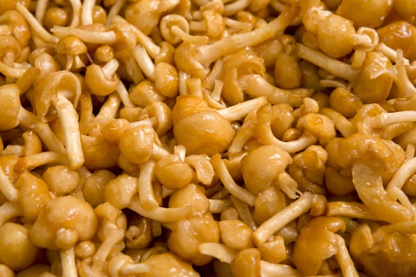 味噌汁の定番具材「なめこ」で美肌に?! お酒と相性抜群のおつまみレシピ