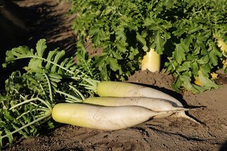 卒業シーズンに『大根』食べると良いことあるってホント?!