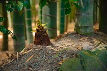 旬の春野菜・タケノコに含まれる○○でやる気のスイッチオン！