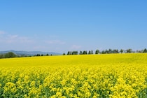 食べるサプリ?! 「菜の花」は春の季節の変わり目にぴったり！
