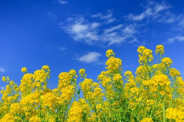 食べるサプリ?! 「菜の花」は春の季節の変わり目にぴったり！