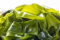食べれば食べるほど痩せる?! ダイエットの救世主わかめのお話