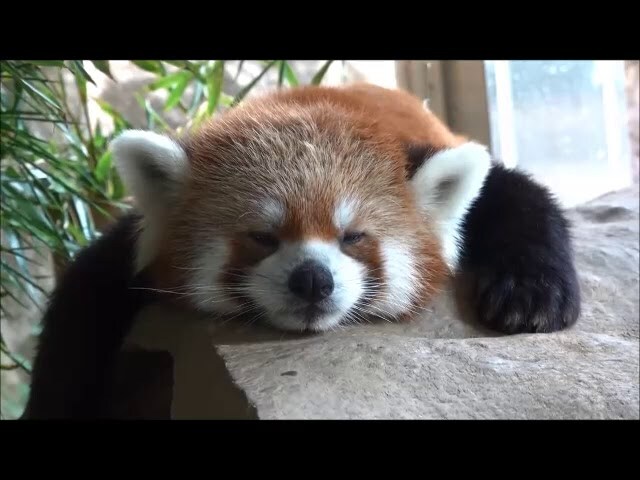 【動画】愛らしいレッサーパンダのおひるね姿♥