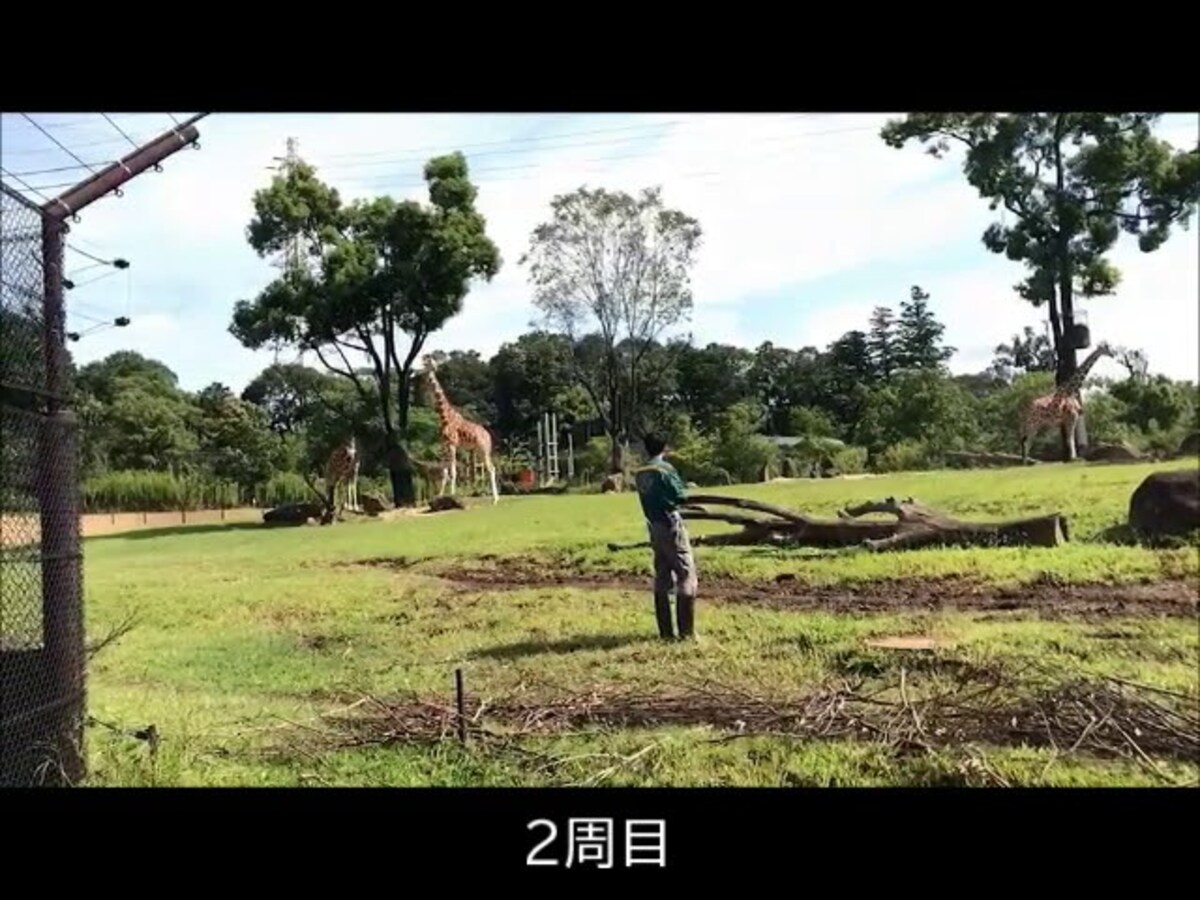 【動画】キリンの赤ちゃんがはしゃぎまわる癒され動画