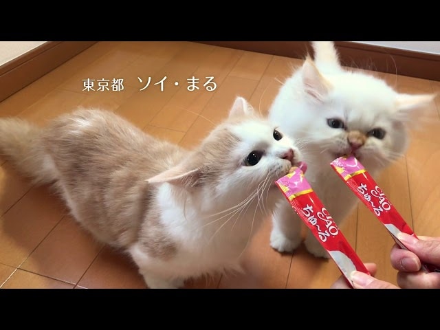 【動画】どの子もかわいい！ちゅ～るに夢中なネコちゃんたちPart1
