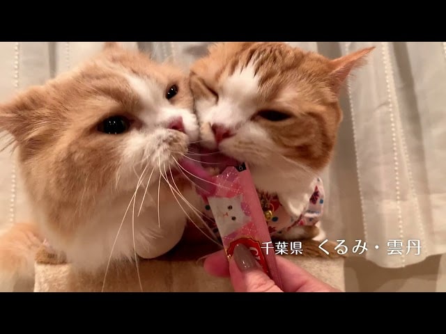 【動画】うちの子が一番！ちゅ～るに夢中なネコちゃんたちPart2
