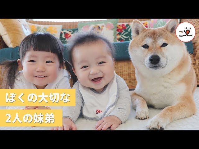 【動画】心優しい柴犬が見守ってきた赤ちゃんの成長記録