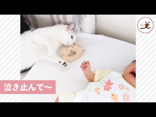 【動画】泣いてる赤ちゃんを見て自分のおもちゃを与える優しいネコちゃん