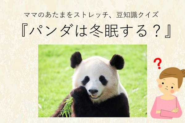 ママ、これ分かる?豆知識クイズ「パンダは冬眠する?」