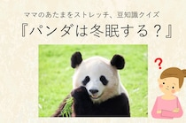 ママ、これ分かる？豆知識クイズ「パンダは冬眠する？」