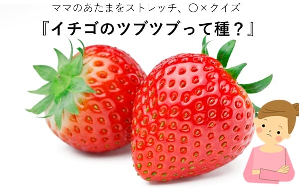 ママ、これ分かる?豆知識クイズ「いちごのツブツブは種?」