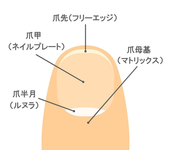 ママ、これ分かる？豆知識クイズ「爪の根元の半月部分を何と呼ぶ？」