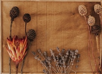 ドライフラワーでインテリアコーディネート！すてきに飾るコツ