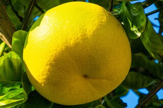 しわ・たるみ予防?! 熊本名産の巨大みかん「晩白柚」がスゴい！