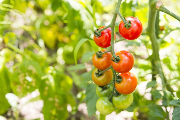 ベランダでも! 美容効果が高いトマトを家庭菜園で育てる