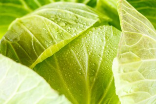 レンジで簡単！ 春キャベツの豚巻きはボリュームたっぷりのおかず