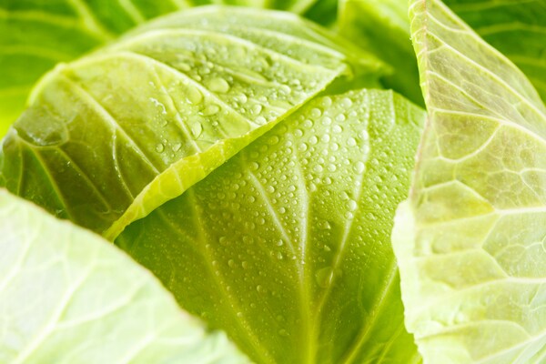 レンジで簡単! 春キャベツの豚巻きはボリュームたっぷりのおかず