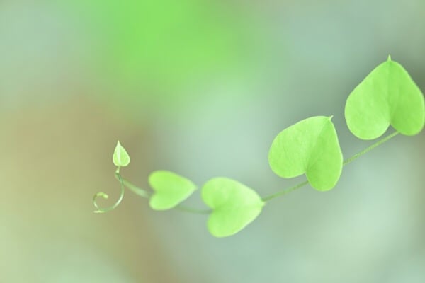 幸せホルモン「セロトニン」を増やしてハッピーになろう