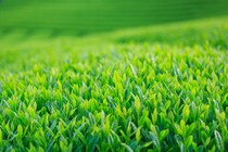 旨味たっぷり＆美容効果も！ 新茶の上手な淹れ方3つのコツとは？