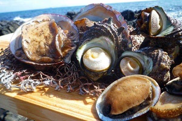 アワビ!? 間違えてしまうほど美味しい「トコブシ」を知ってる？