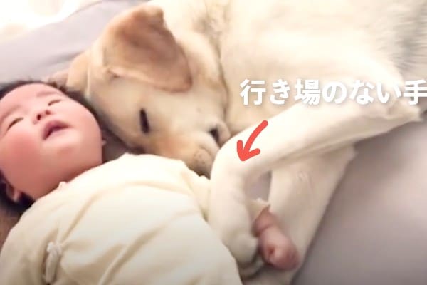 【動画】赤ちゃんと添い寝するワンコ…どこに手を置いたらいいのかな？