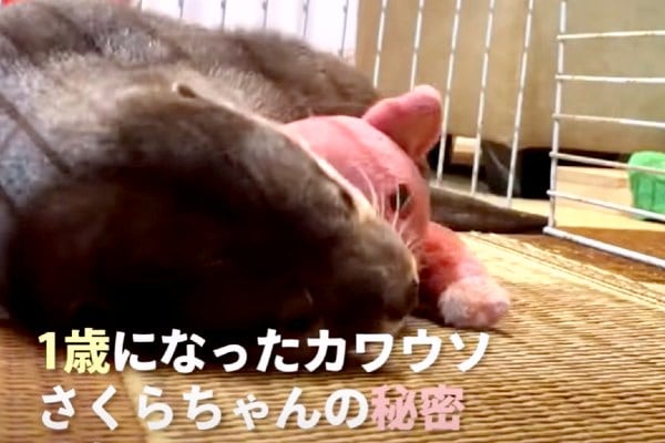 【動画】〇〇を抱きしめないと眠れないカワウソが可愛すぎる♪