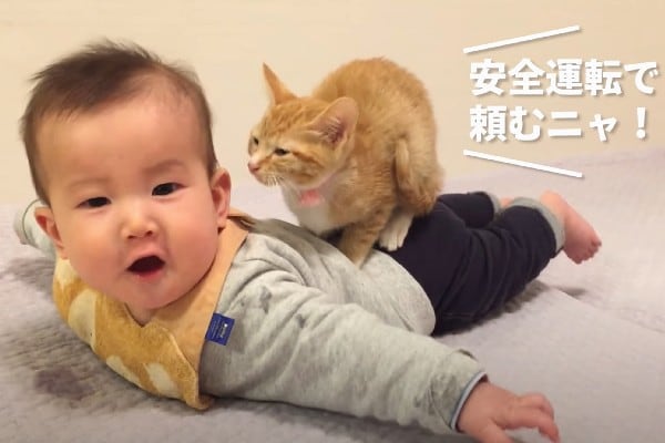 【動画】赤ちゃん飛行機に乗ってブーン♪ 快適な旅に出る子猫ちゃん