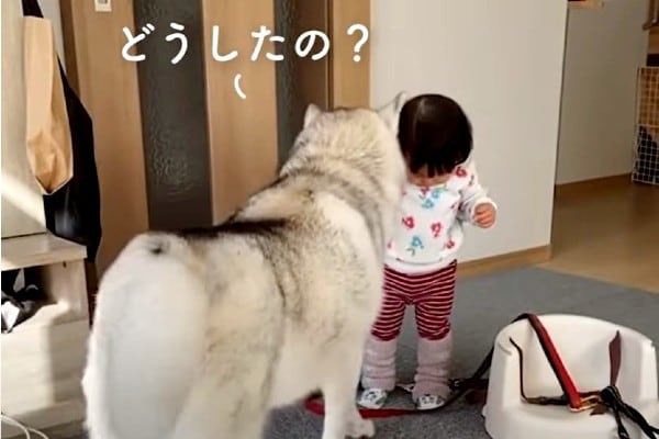 【動画】泣き出した女の子に…!? 驚きの行動をするハスキー犬