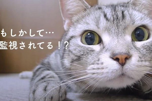 【動画】カメラに気づいた猫ちゃん…思わず〇〇をしてしまう!?