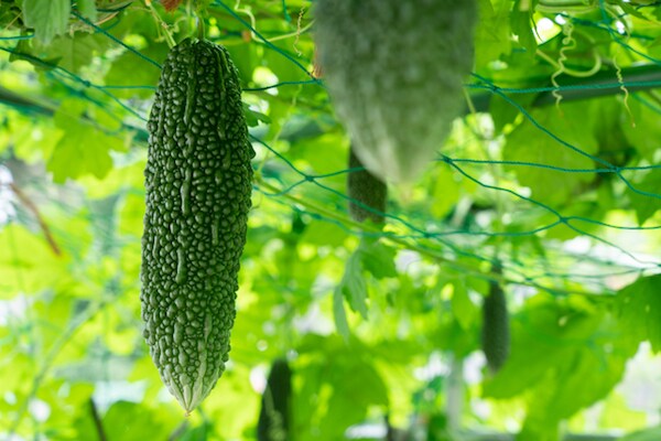 美肌効果抜群?夏のゴーヤで肌のコンディションもバッチリ!