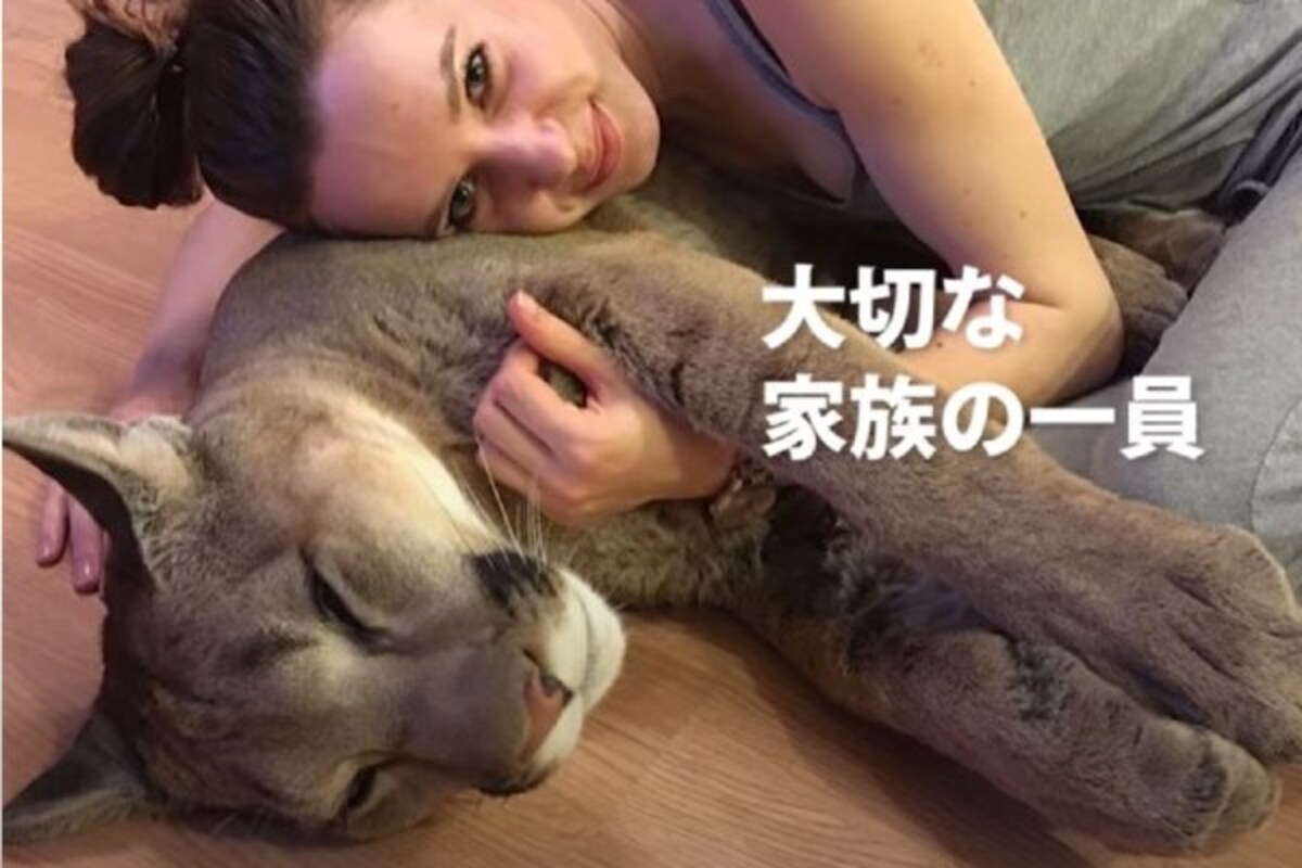 【動画】これは…大きすぎる猫ちゃん!? この生き物は…？