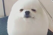 【動画】えっ!? アザラシ？真っ白でまん丸なこの子は一体…？