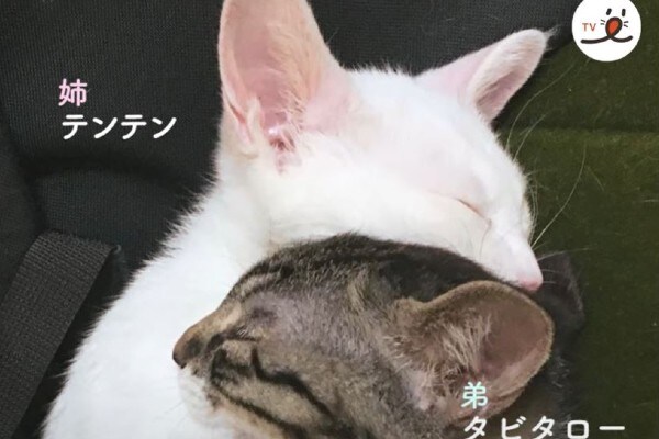【動画】涙が止まらない…どこにいっても変わらない姉弟ネコの絆