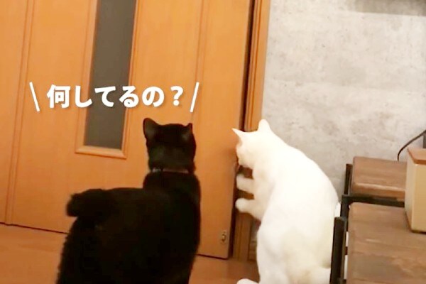 【動画】脱走するのなんて簡単ニャ！でも閉め方は知らニャイ!?