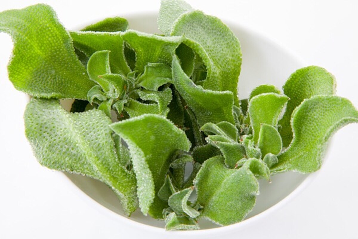 水晶のように輝くアイスプラントのプチプチの正体は？