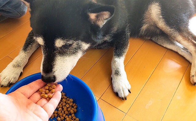 【動画】ごはん中の柴犬が胸キュンすぎる！！