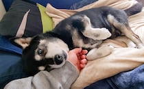 【激かわ動画】手招きしながら文句言う柴犬が寝るまで