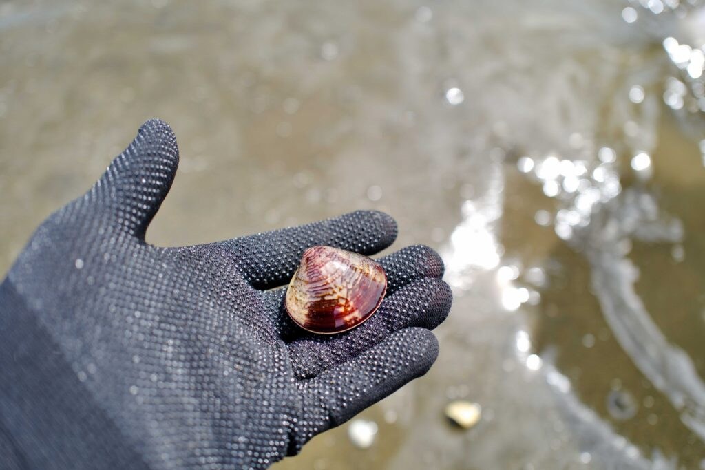 大人も楽しめる「潮干狩り」!行く前に知っておきたい基礎知識