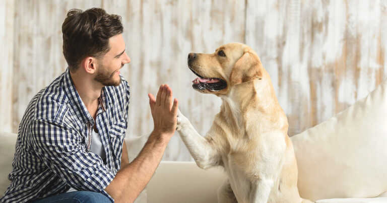 離婚後のペット問題を解決するための７つの手続きと注意点