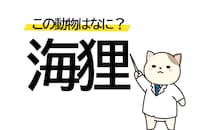 海にいるタヌキ？「海狸」はなんていう動物？