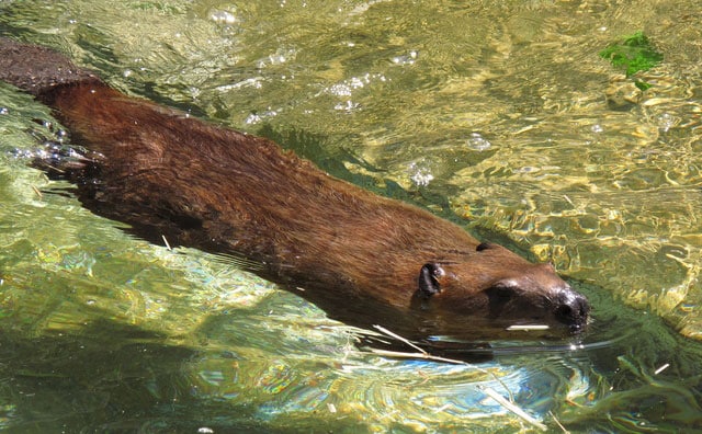 海にいるタヌキ?「海狸」はなんていう動物?