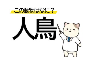 人の姿をした鳥!? 「人鳥」はどんな動物？