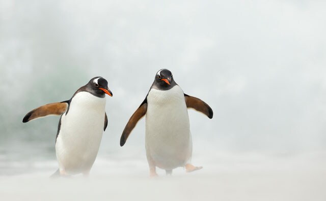 人の姿をした鳥!? 「人鳥」はどんな動物?