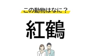 落ち着いて考えたら正解できるかも！「紅鶴」はなんという動物を漢字にしたもの？