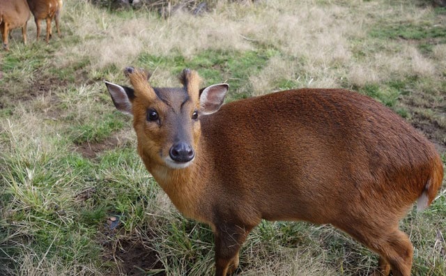 可愛いけど大迷惑…「羗」この漢字の動物は何？