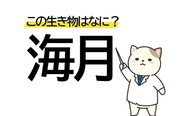 見たことあるけど思い出せない!? 「海月」この漢字の生き物は何?