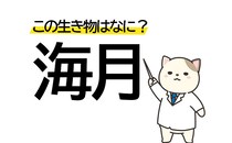 見たことあるけど思い出せない!? 「海月」この漢字の生き物は何？