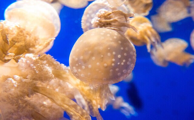 見たことあるけど思い出せない!? 「海月」この漢字の生き物は何?