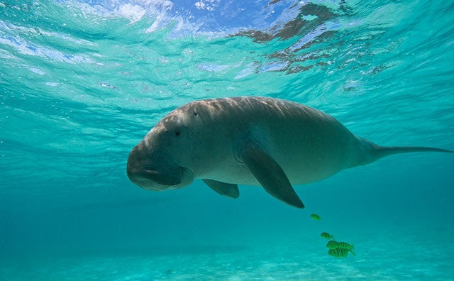 ギリ読める!? 「儒艮」はなんていう動物かわかる?