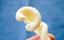 ロングセラー同士がコラボ！開封した瞬間からウマい！